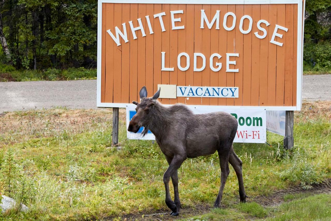 White Moose Lodge Healy Exterior photo